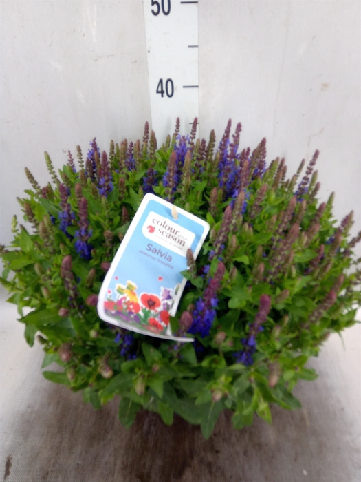 <h4>Salvia nemorosa 'Sensation Blue Dp'</h4>