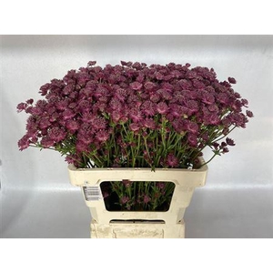 Astrantia Capri