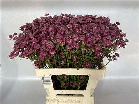 <h4>Astrantia Capri</h4>