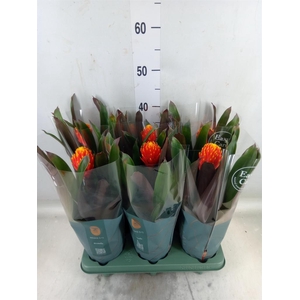 Guzmania  'Tala'
