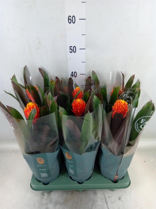 <h4>Guzmania  'Tala'</h4>