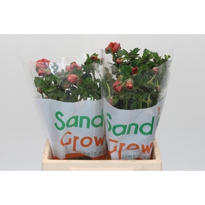 Ranunculus Magical Salmousse