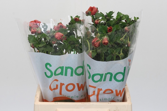 <h4>Ranunculus Magical Salmousse</h4>