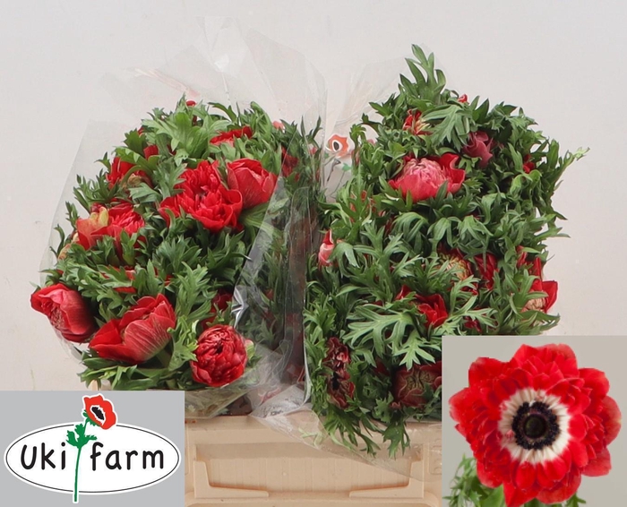 <h4>ANEM CO LEVAN ROSSO</h4>