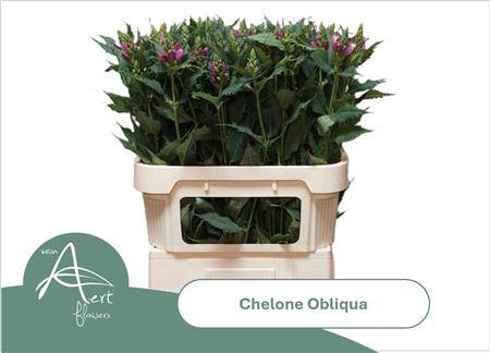 <h4>Chel Obliqua</h4>