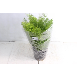 ASPARGO ALFINETE P17