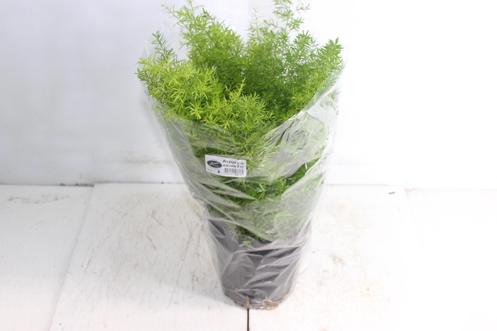 <h4>ASPARGO ALFINETE P17</h4>