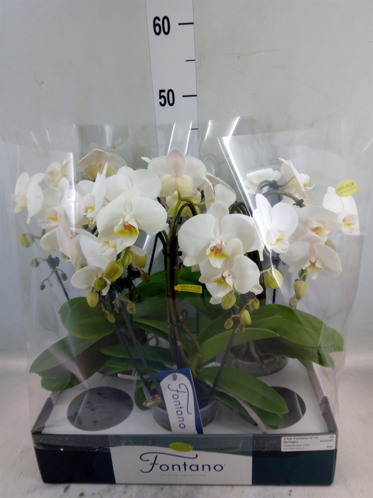 <h4>Phalaenopsis   ...white</h4>