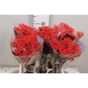 Jatropha podagrica 'Firecracker'
