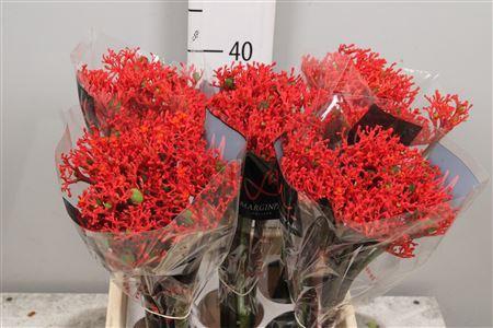 <h4>Jatropha podagrica 'Firecracker'</h4>