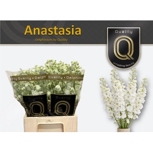 DELPH DU ANASTASIA 60CM X40