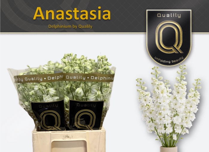 <h4>DELPH DU ANASTASIA 60CM X40</h4>