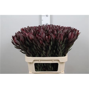 Leucad Saf Sunset Dark R.