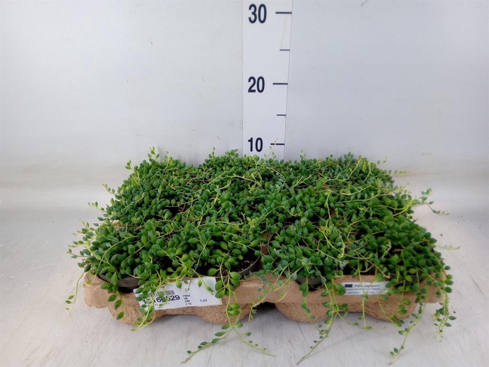 <h4>Senecio herreianus</h4>