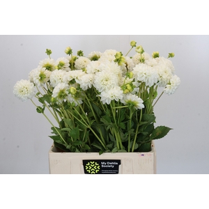 Dahlia Boom Boom White