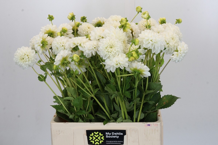 <h4>Dahlia Boom Boom White</h4>