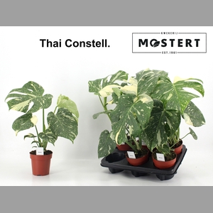 MONSTERA DEL THAI CO