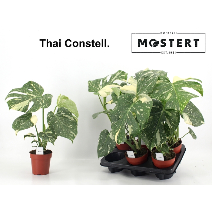 <h4>MONSTERA DEL THAI CO</h4>