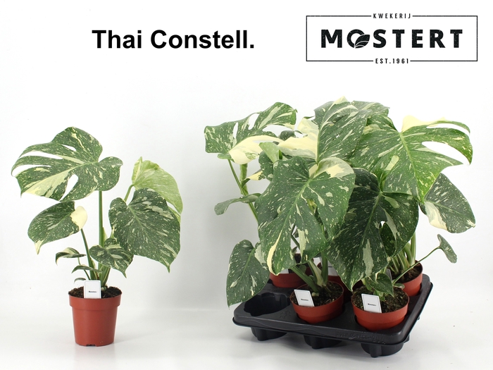 <h4>MONSTERA DEL THAI CO</h4>
