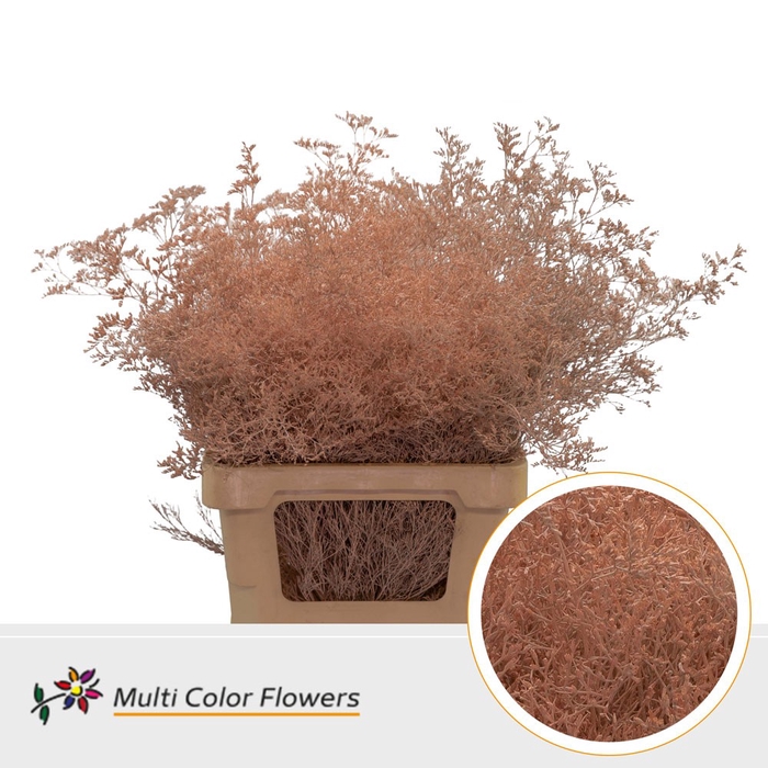 <h4>Limonium Beltlaard Apricot</h4>