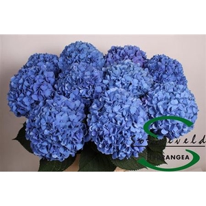 Hydr M Ch Pimpernel Extra