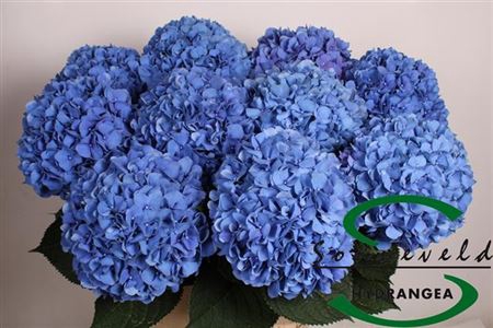 <h4>Hydr M Ch Pimpernel Extra</h4>