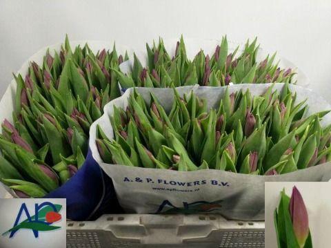 <h4>TU EN PURPLE PRINCE</h4>