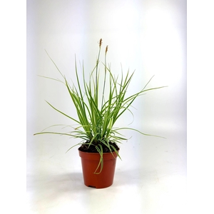 Carex 'Everest' p8
