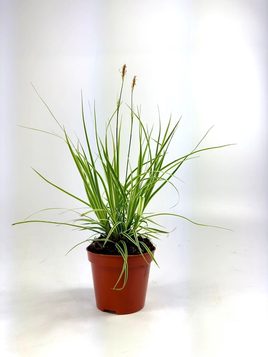 <h4>Carex 'Everest' p8</h4>