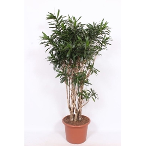 Dracaena
