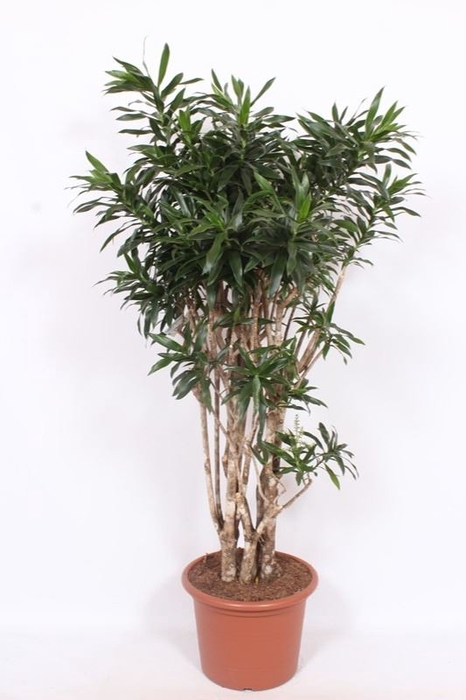 Dracaena
