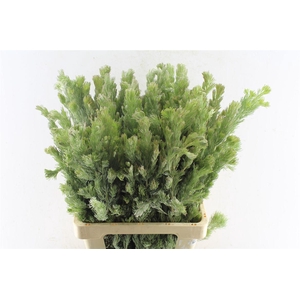 Kaaps Adenanthos