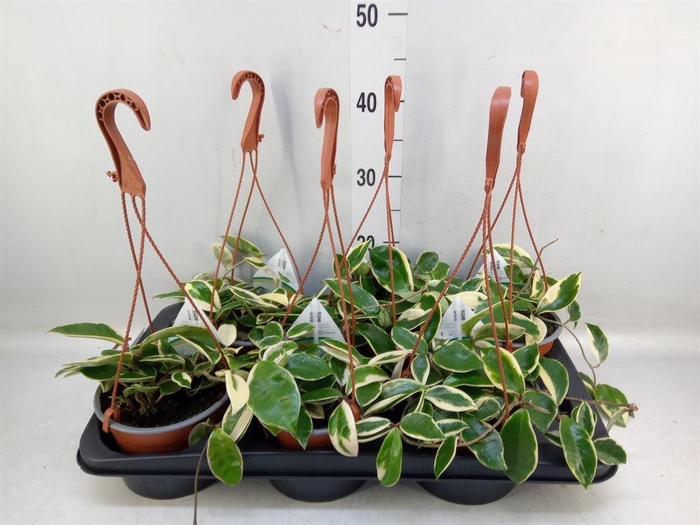 <h4>Hoya carnosa 'Krimson Queen'</h4>