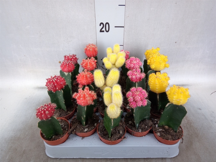 <h4>Gymnocalycium mihanov. 'Japan'  mix</h4>