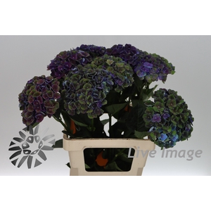 Hydrangea mag charlotte blue