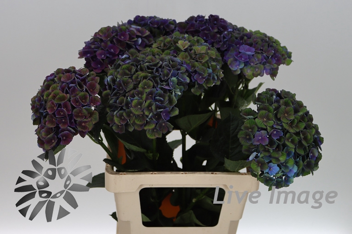 <h4>Hydrangea mag charlotte blue</h4>