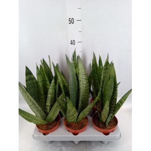 Sansevieria cyl.  ...