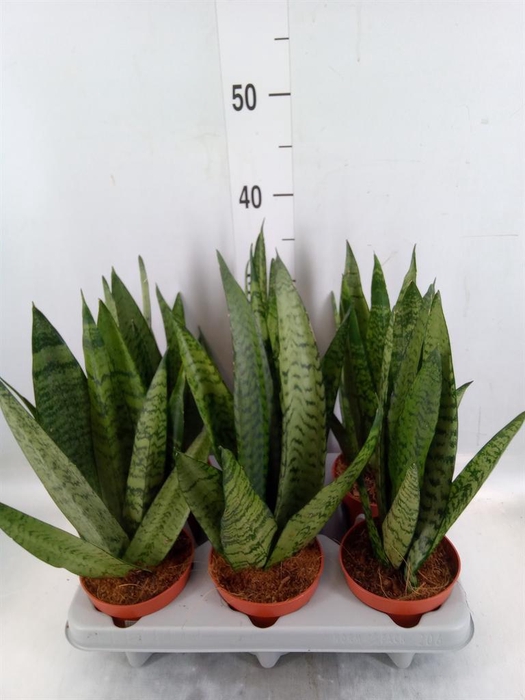 <h4>Sansevieria cyl.  ...</h4>