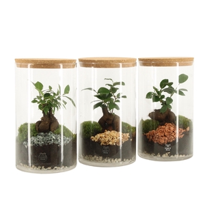 90839: Terrarium arrangement
