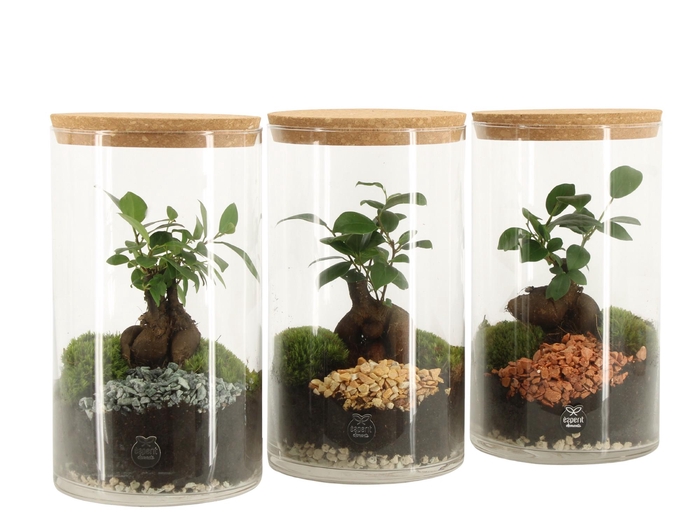 <h4>90839: Terrarium arrangement</h4>