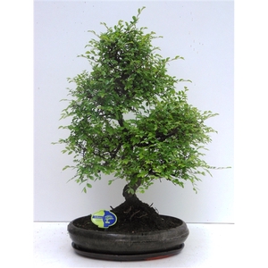 Zelkova parvifolia, 39cm., shape, with driptray