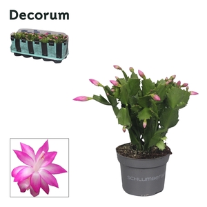 Schlumbergera - 10,5 cm - Pink (Russian) - Decorum