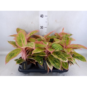 Aglaonema  'Salmon Fantasy'