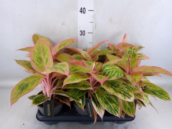 <h4>Aglaonema  'Salmon Fantasy'</h4>