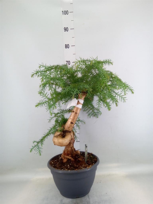 <h4>Araucaria ...</h4>