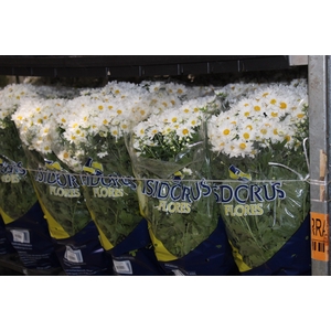 CRISANTEMO BOLA BELGA P20 BRANCO