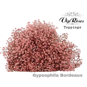 GYPS PA BORDEAUX