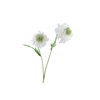 Scabiosa White