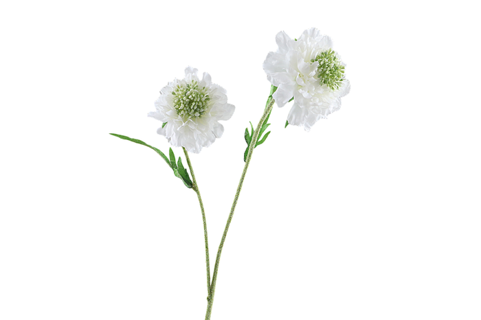 Scabiosa White