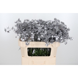 Astrantia Kl Bh Zilver